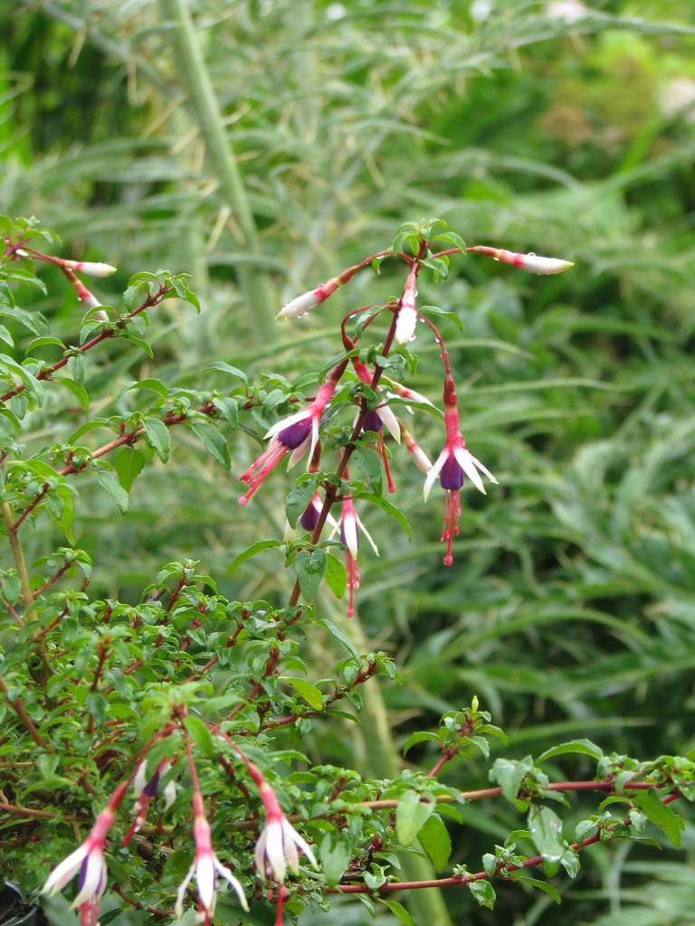 flower and leaves