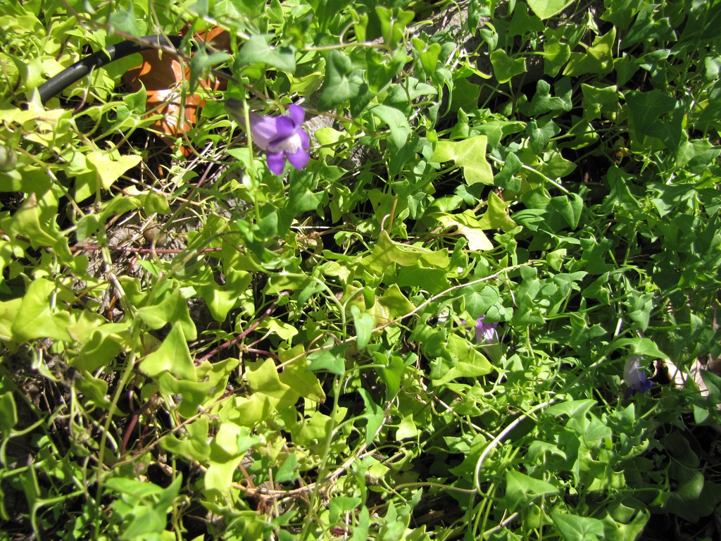 flower and leaves