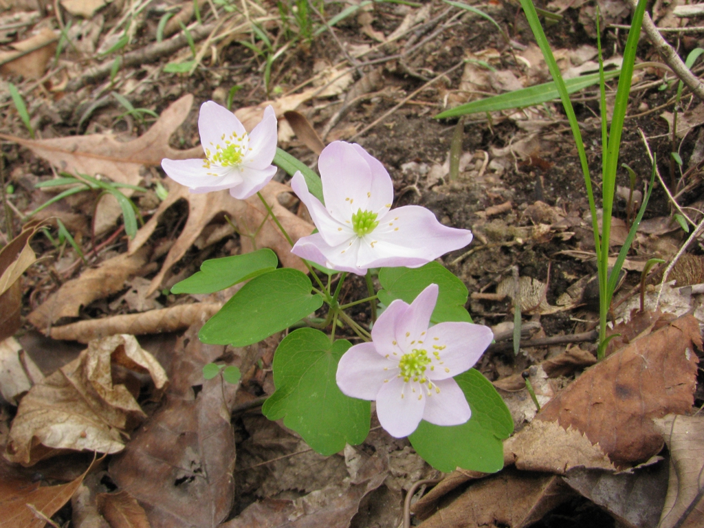 flower and leaves