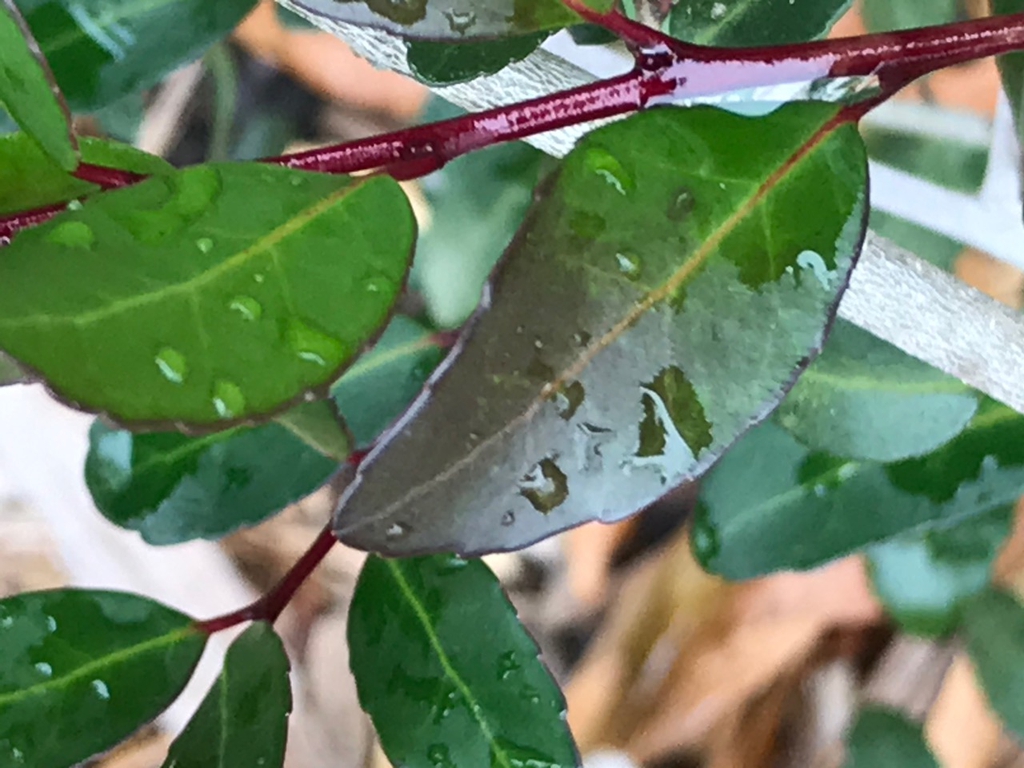 Leaf closeup