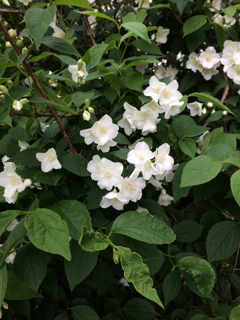 Shrub
