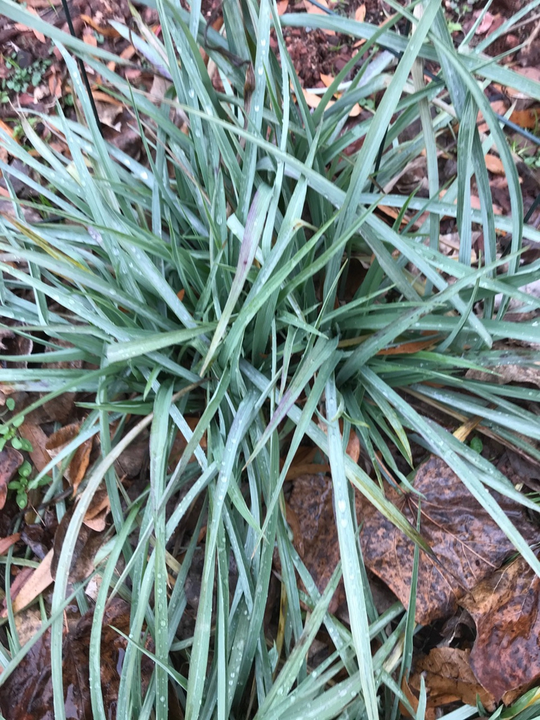 Leaves