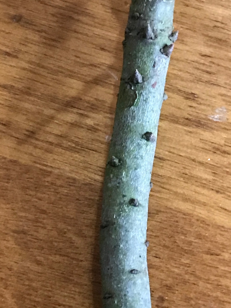 Stem with pointed axillary buds.