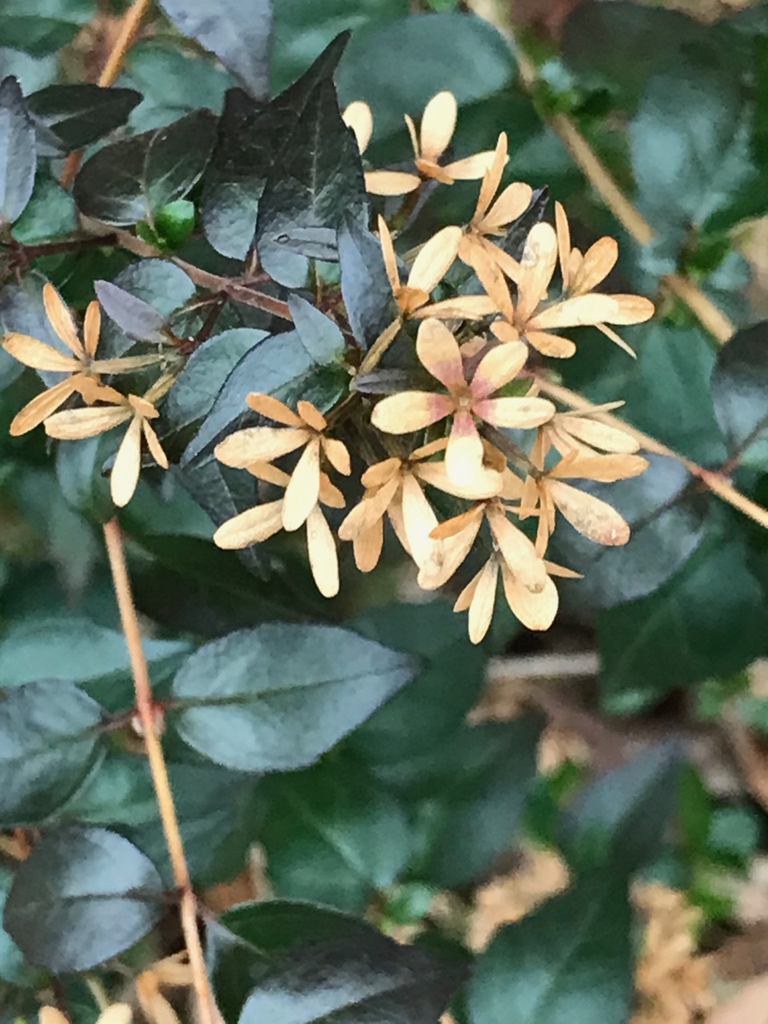 Ovate, opposite dark green leaves and 5 lobe calyces in December