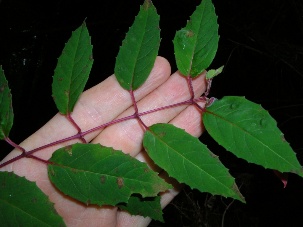 leaves
