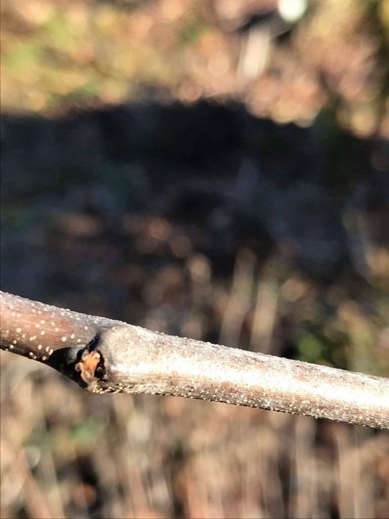 Stem with smooth bark and bud
