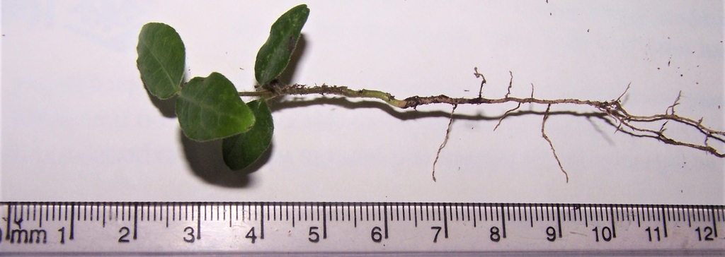 1 Month Seedling, Durham Co, NC