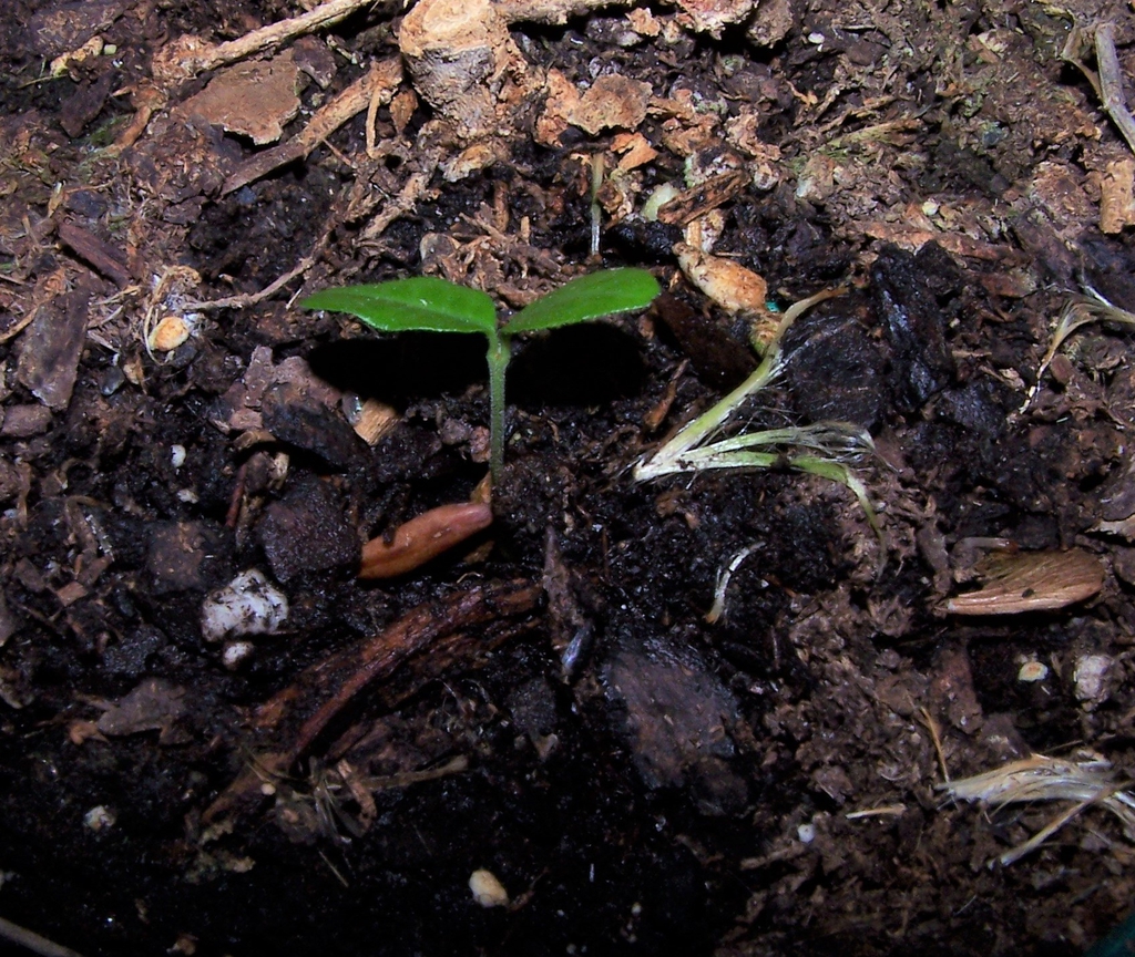 1 Week Seedling, Durham Co, NC