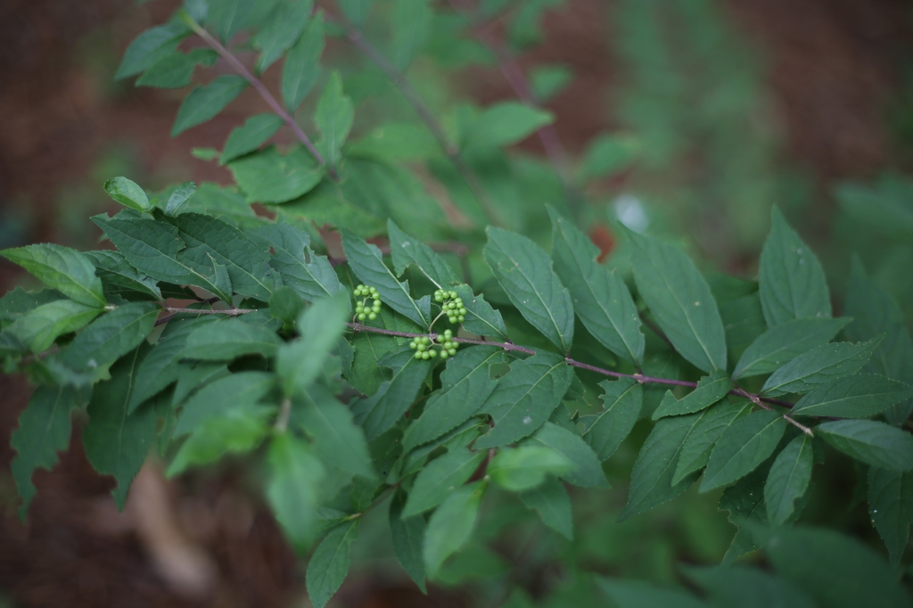 Callicarpa dichotoma