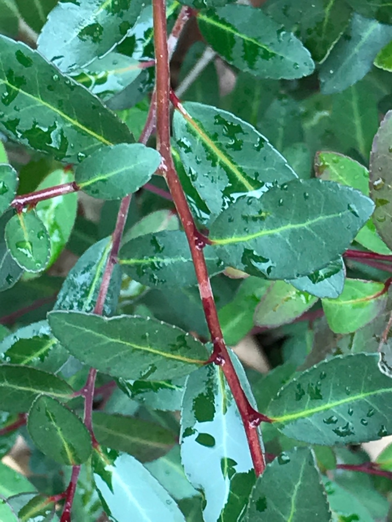 Leaf and stem