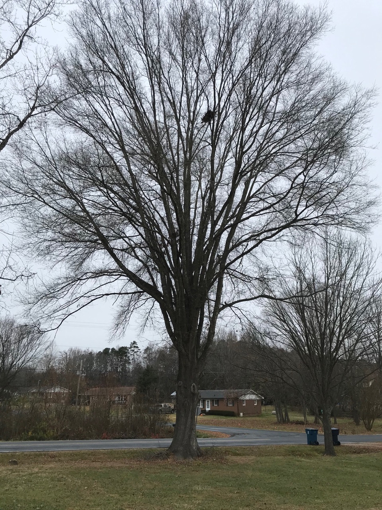 Large tree with rounded canopy bare of leaves.