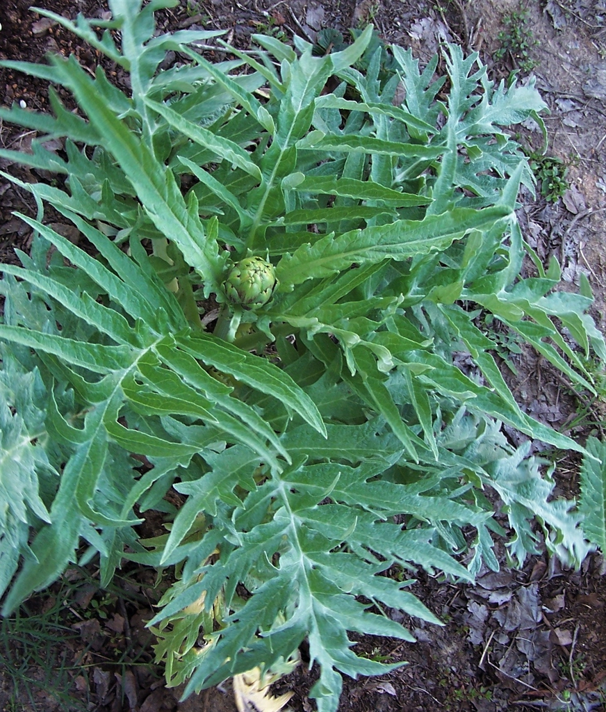 Cynara cardunculus (Scolymus Group)