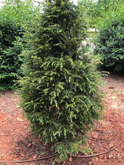 Young Tsuga canadensis