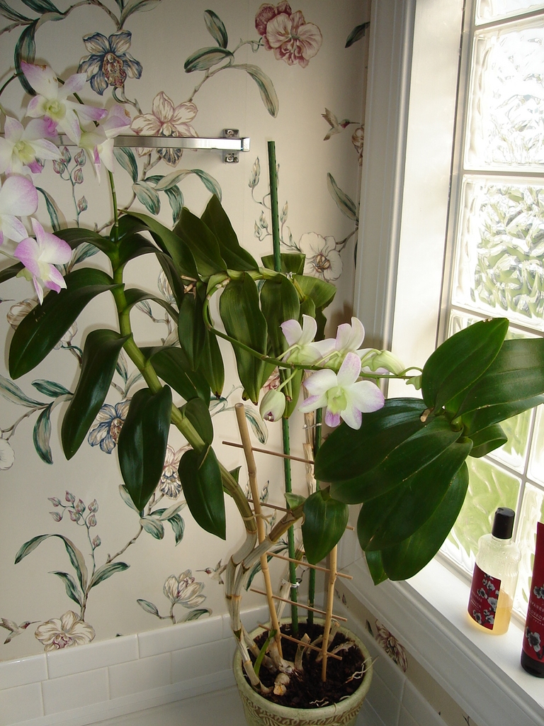 trellis display, greenish-white flowers tinged with light purple