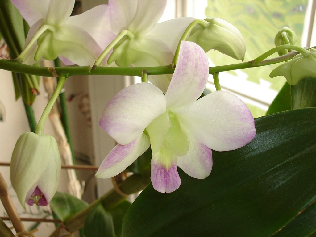 greenish white flowers tinged with light purple