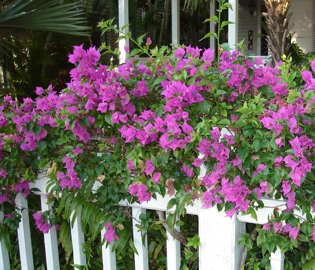 purple blooms