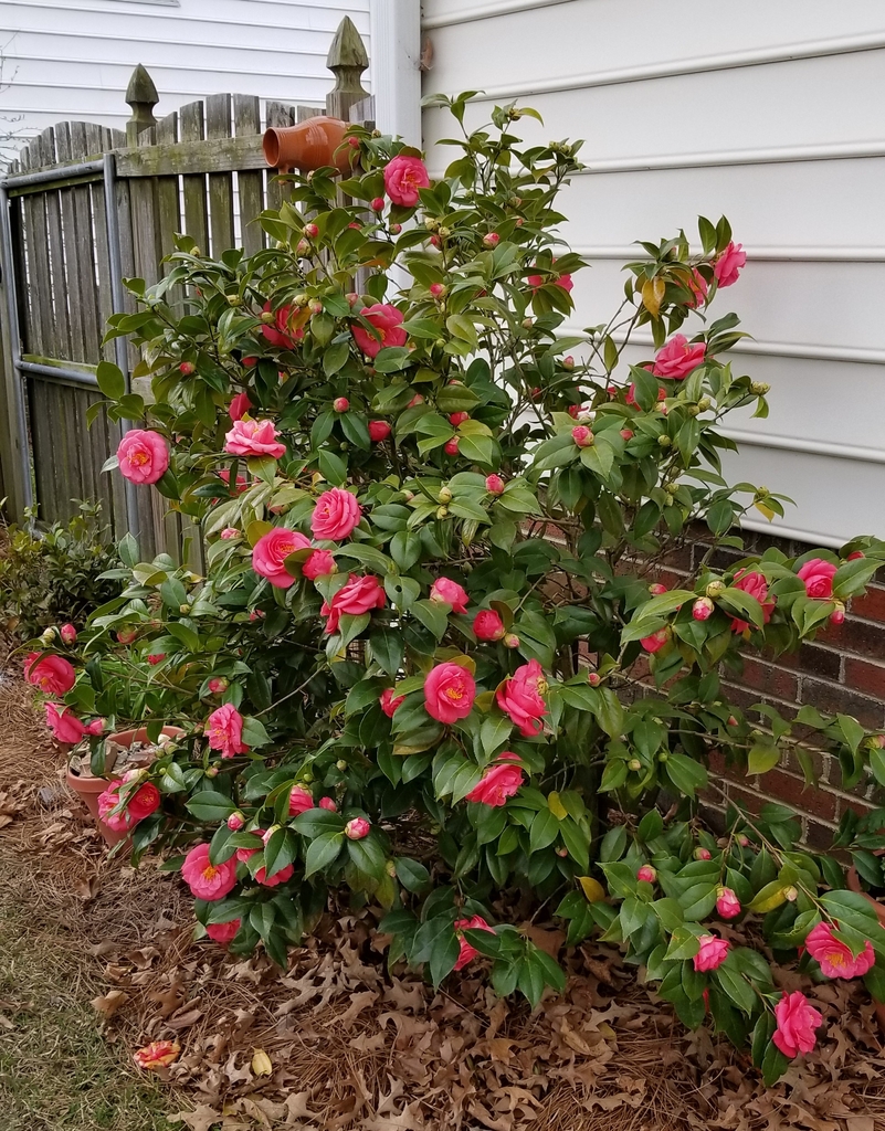 Rounded habit, profusion of bright pink blooms, green leaves