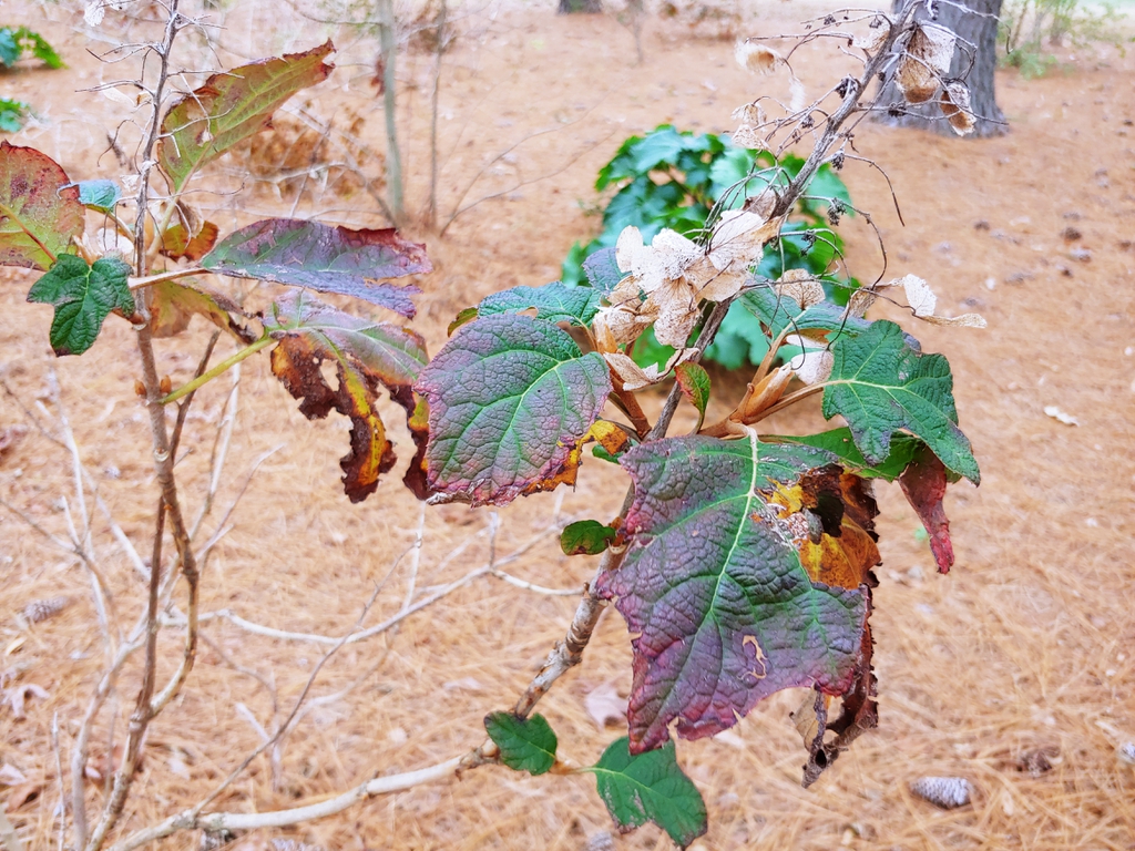 confederate rose hybiscus skdavidson nh county winter