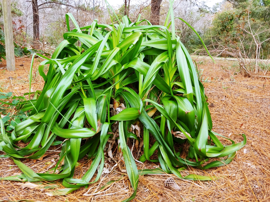 Crinum Lily form in December NH County