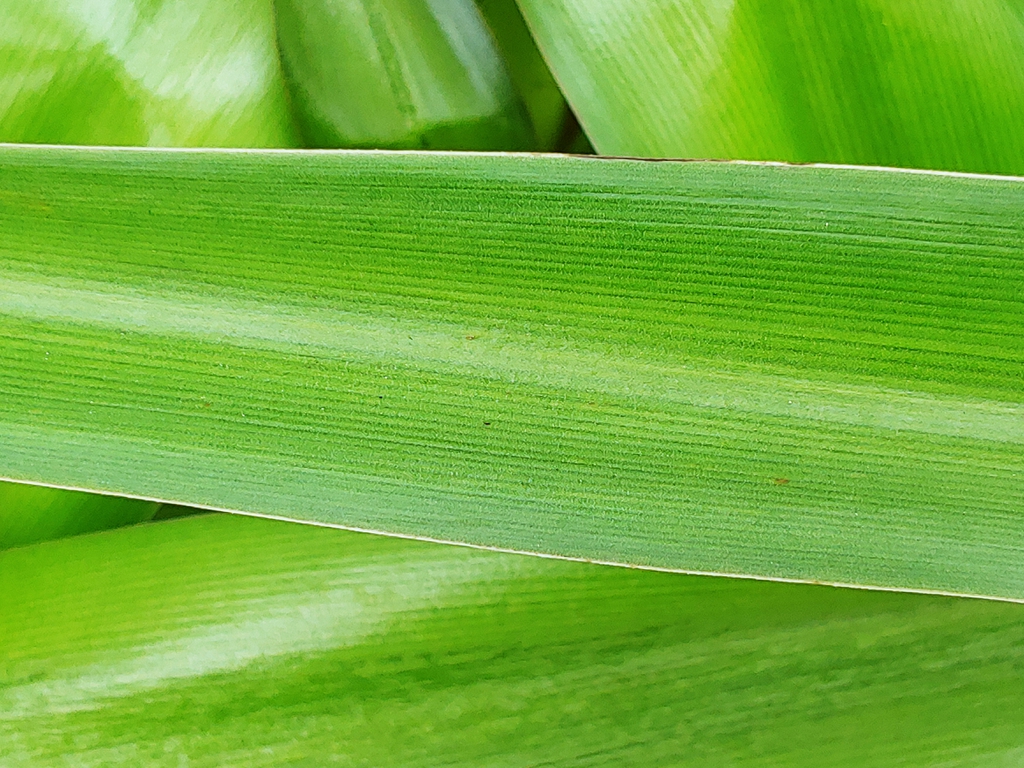crinum lily nh county leaf skdavidson