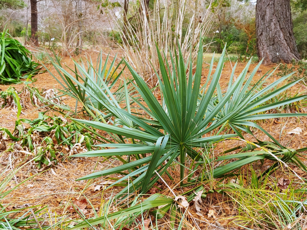 dwarf palmetto skdavidson
