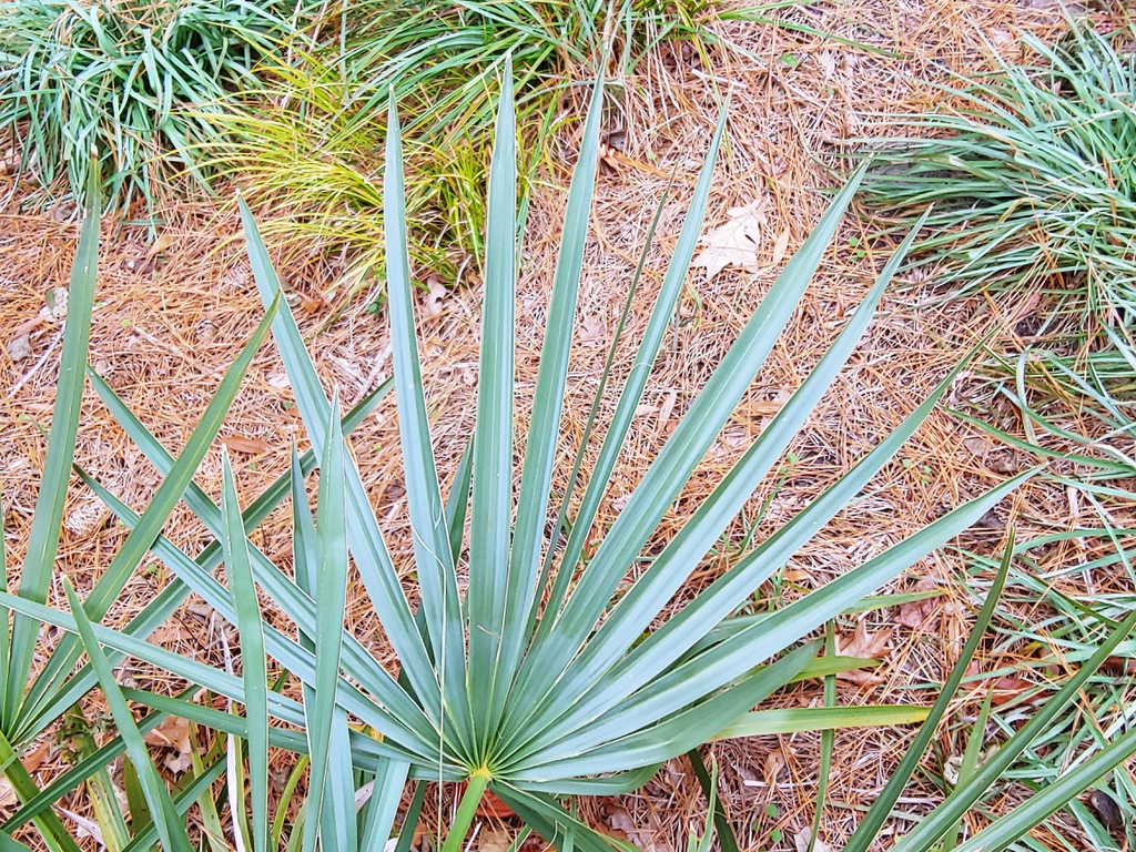 dwarf palmetto wilm nc park on randall skdavidson