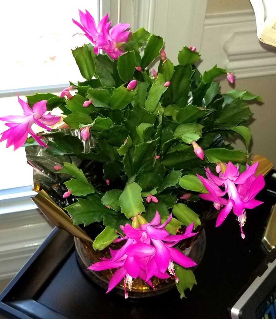 dark green crab claw-like leaves with dark pink flowers