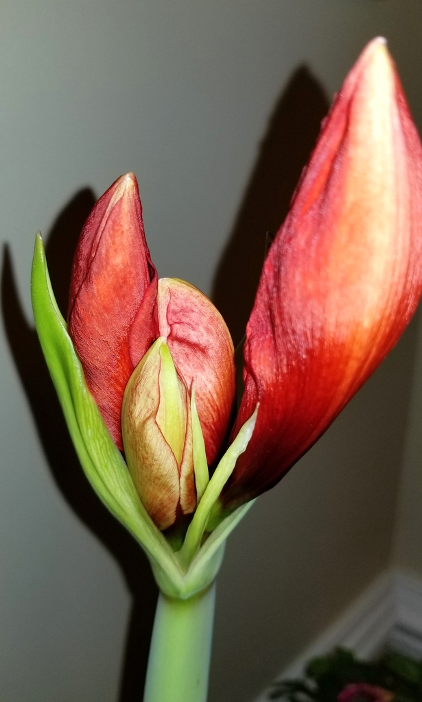 red flower buds