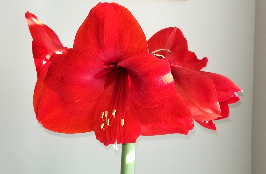 red funnel-shaped flower, red stamens, yellow anther