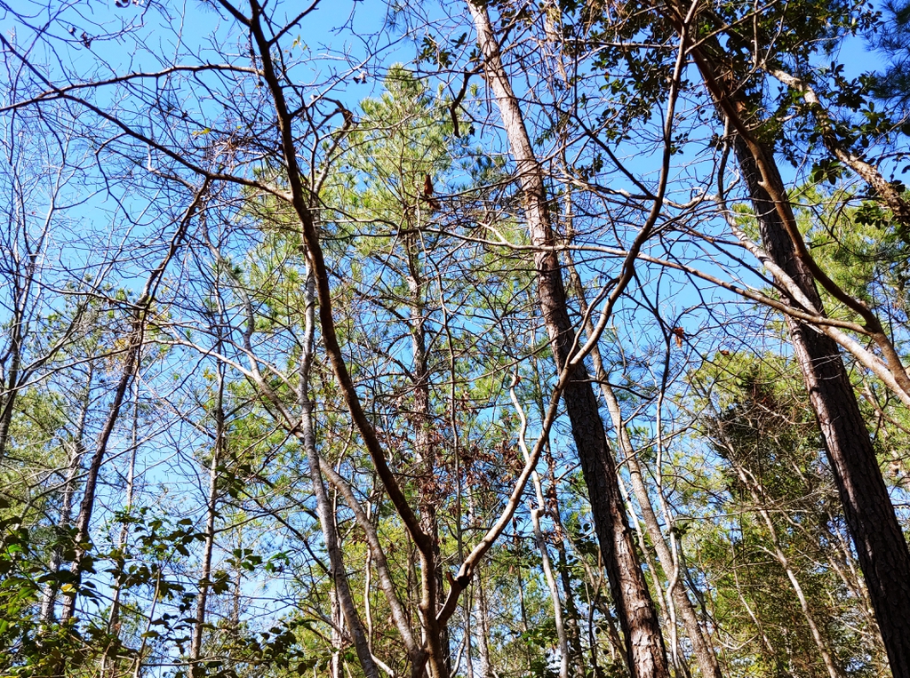 bare branches silhouetted against the sky