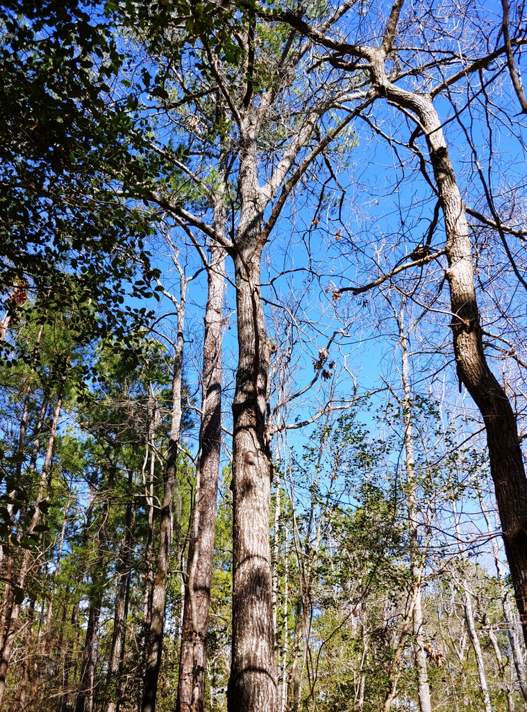 Tree brunswick nature park