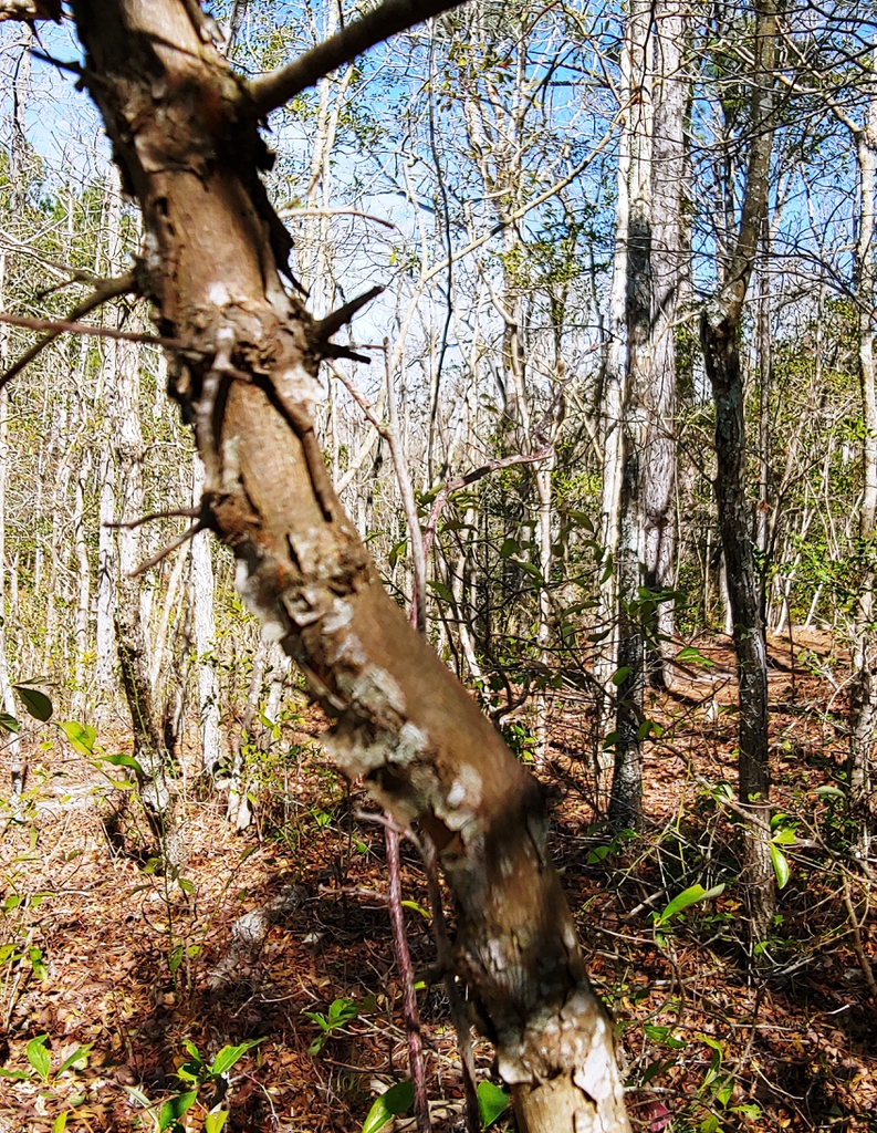 sparkleberry bark in winter brunswick nature park