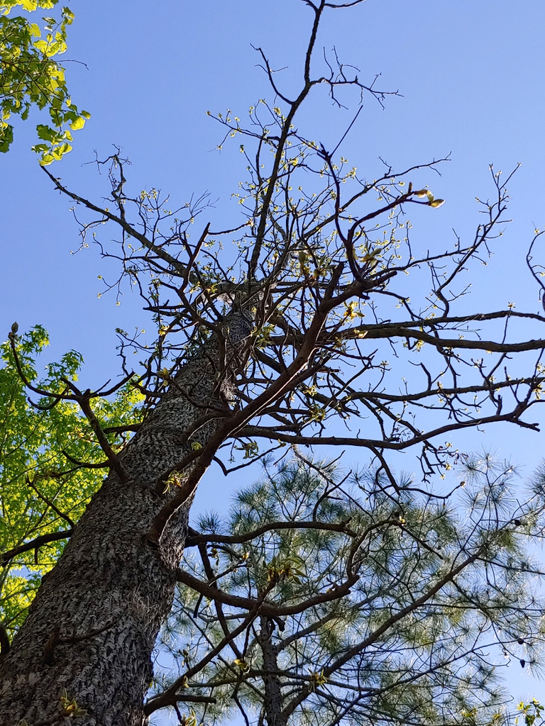 mockernut hickory form in spring brunswick park skdavidson