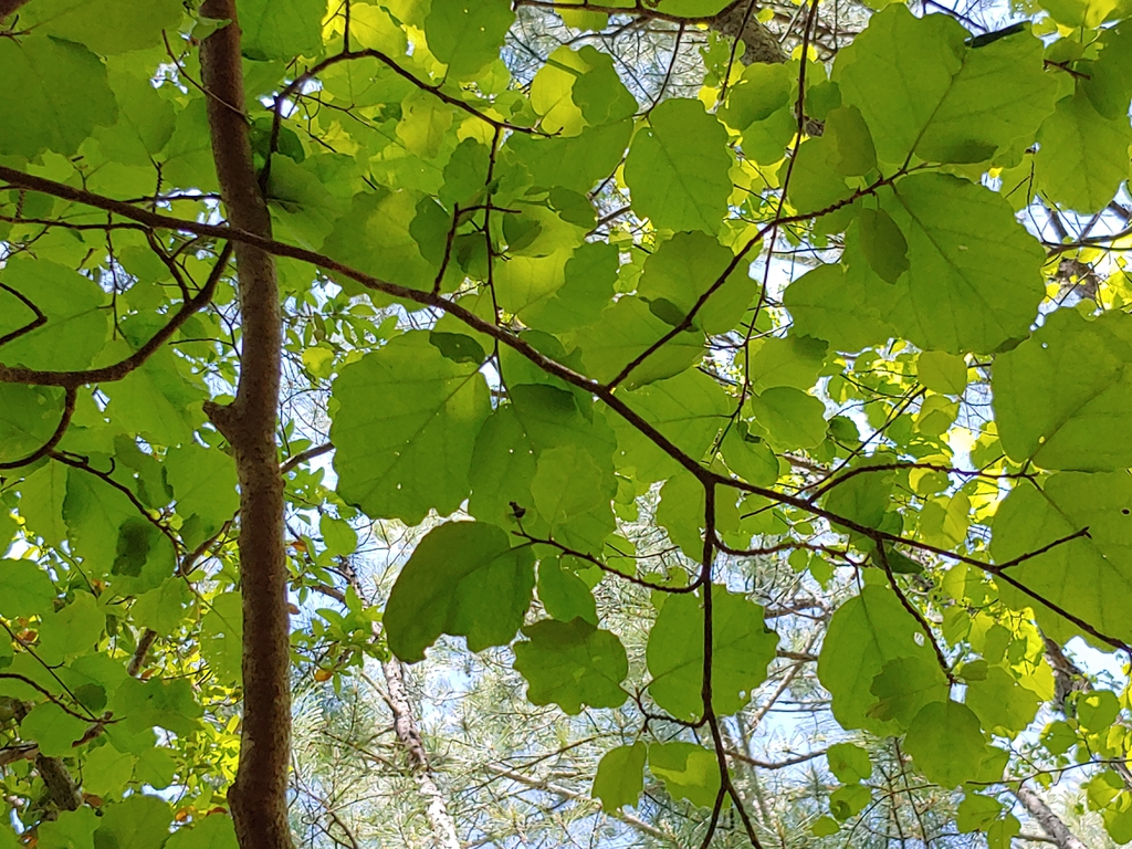 Looking up into leafy shoots silhouetted against the sky