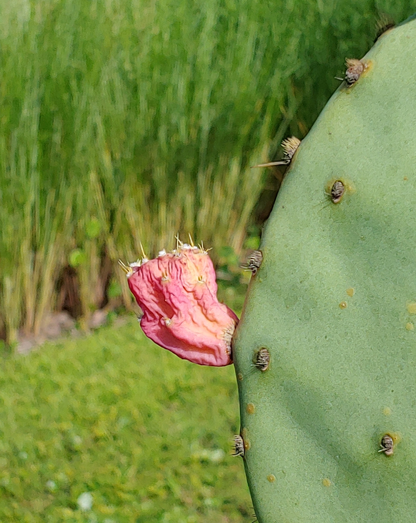Flower in summer  Wilmington NC