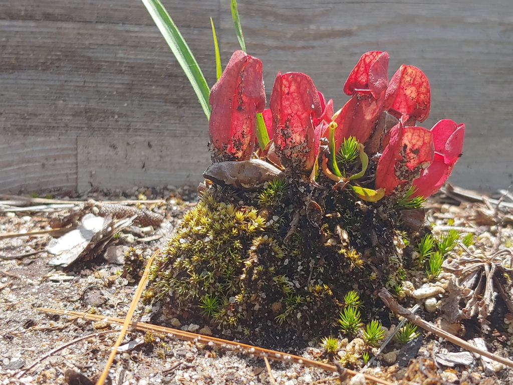 Rosette of red, procumbent pitchers with erect lids.