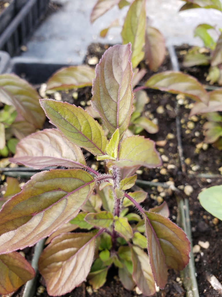 Purple-leaved seedling withy hairy stem.