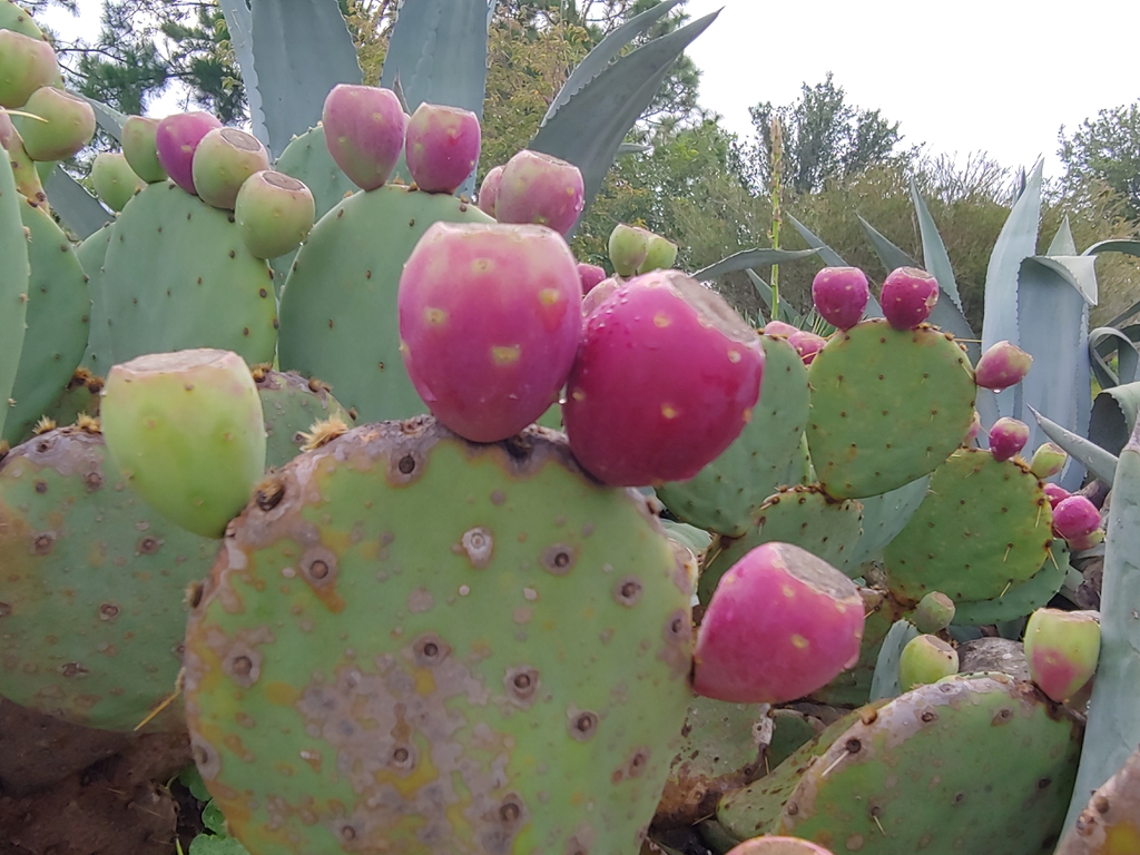 Fruit in fall Cameron Art Museum Wilmington NC