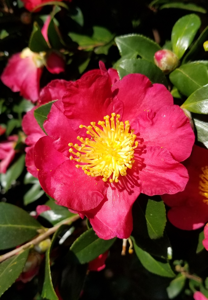 Dark green, glossy leaves, red petals with bright yellow anthers