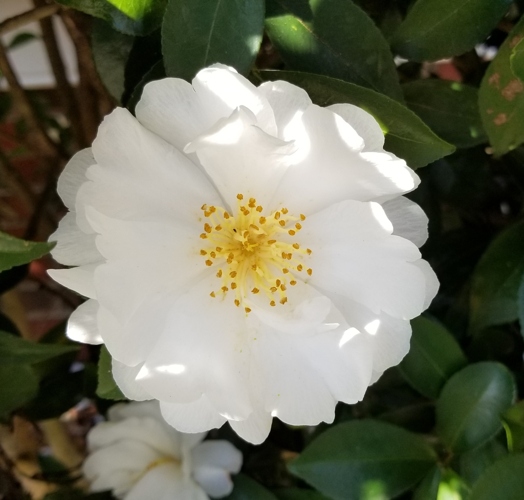 Bright, white bloom with a yellow center