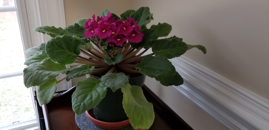 Potted rosette plant with clusters of violet flowers
