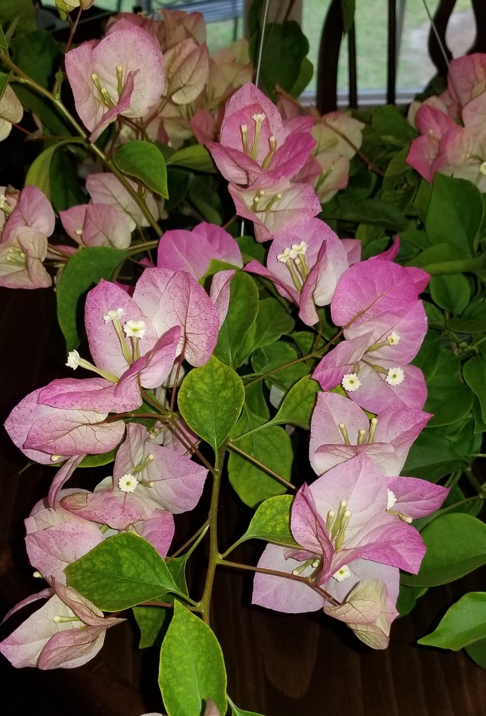 view from a hanging basket