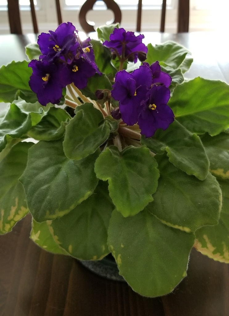 velvety, green leaves, & purple petals with yellow anthers