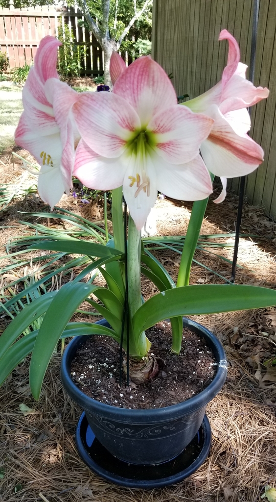 large funnel-shaped, white and delicate soft pink blooms