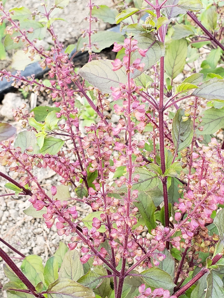 Ocimum tenuiflorum