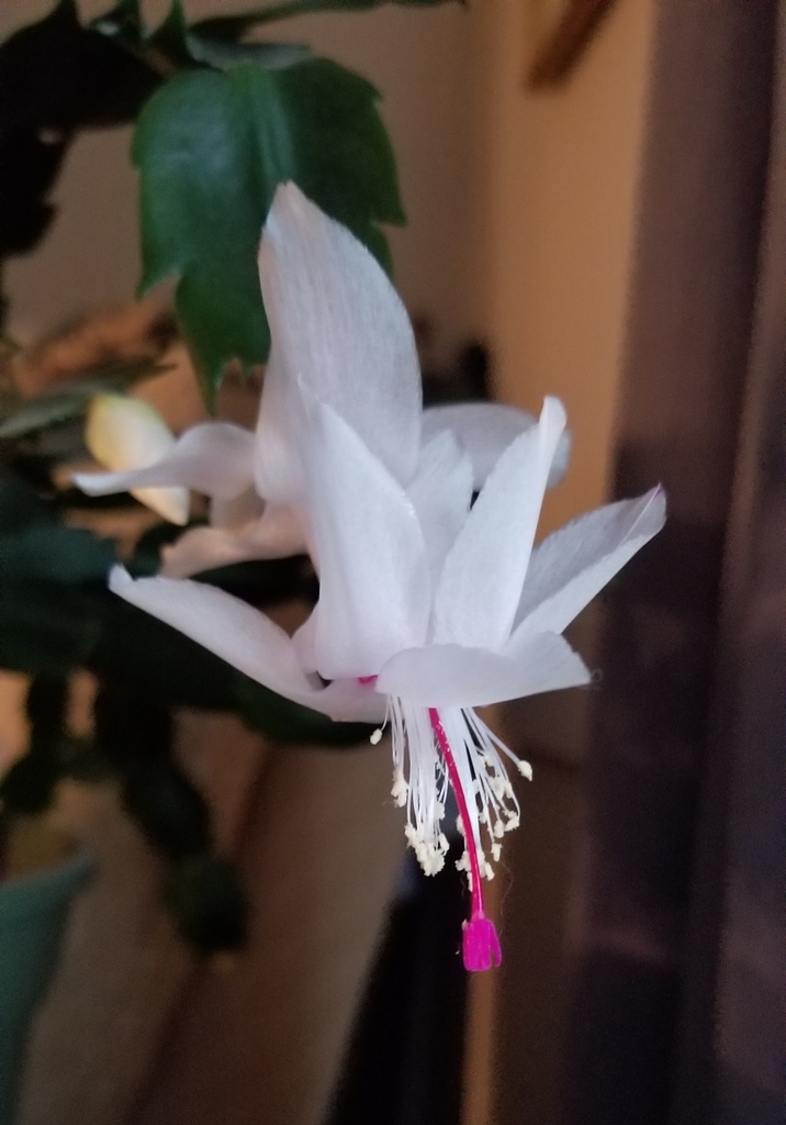 white flower, white stamens, and dark pink pistil