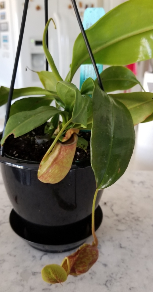 dark green leaves, tendril with light green pinkish pitcher