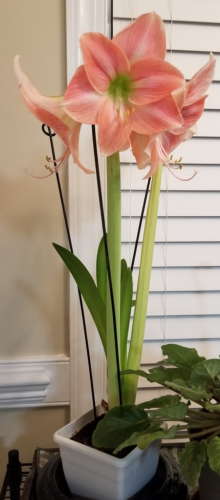 long medium green stem, green strap-like leaves