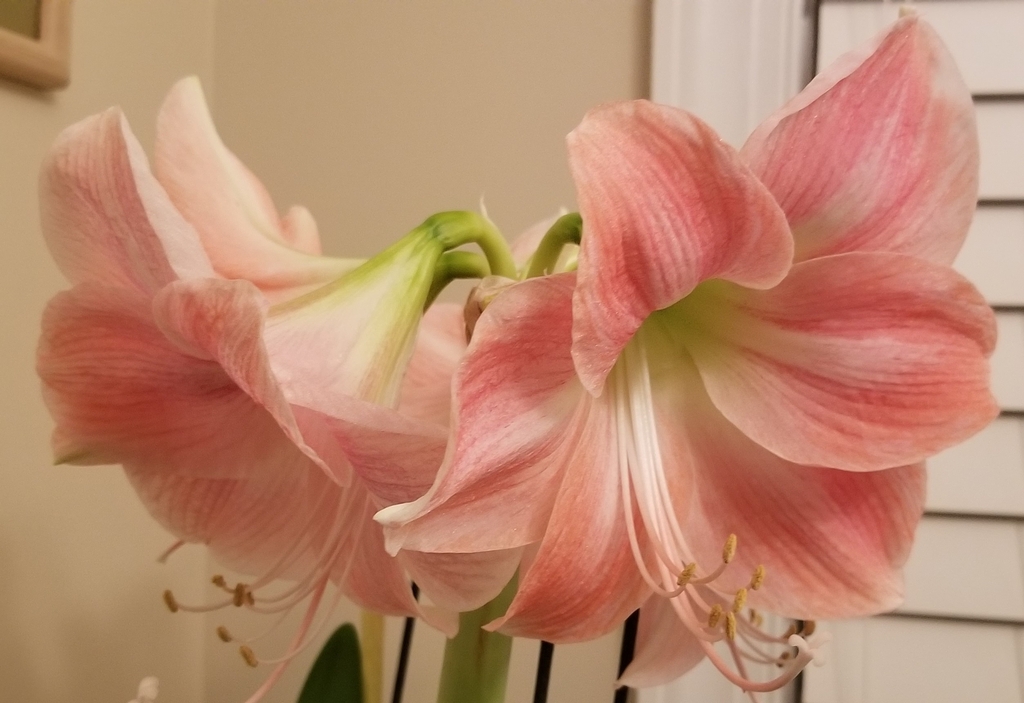 blush pink flowers, green center, white to pink stamens