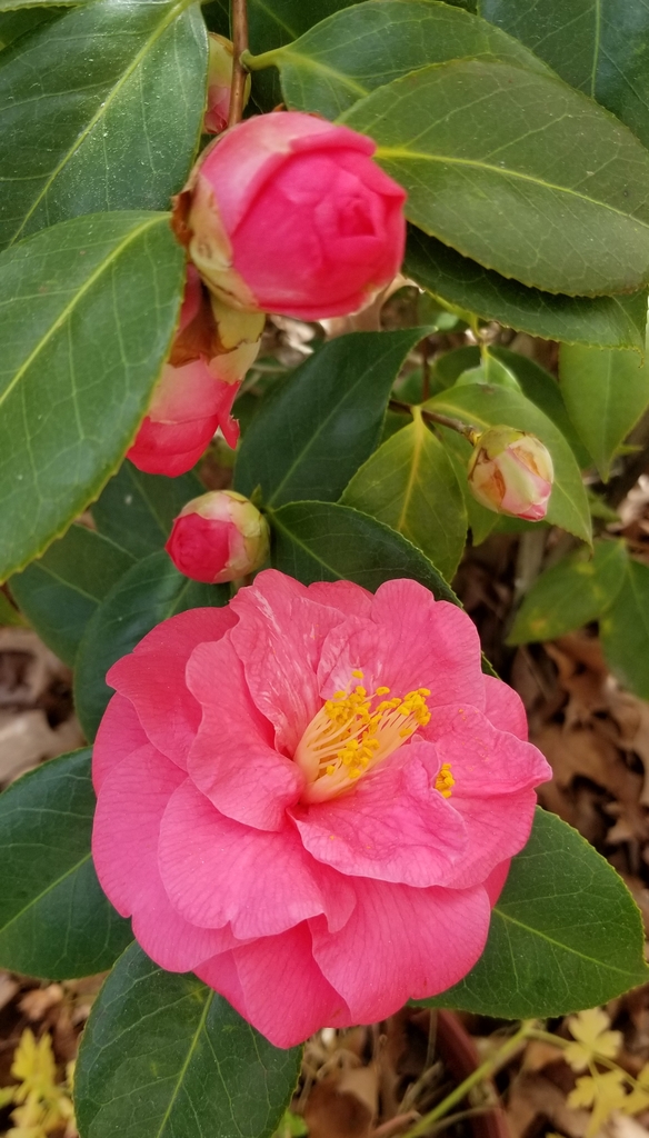 March blooms: deep pink petals, gold anthers, & white filaments